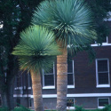 Nasiona Yucca Rostrata
