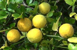 Citrus Trifoliata-pomarańcz mrozoodporna