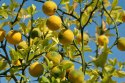 Nasiona Citrus Trifoliata-pomarańcz mrozoodporna