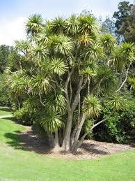 Nasiona Cordyline Australis