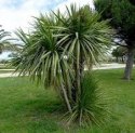 Nasiona Cordyline Australis