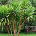 Nasiona Cordyline Australis