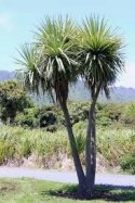 Nasiona Cordyline Australis