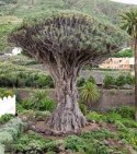 Smocze drzewo - Dracaena Draco