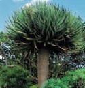 Smocze drzewo - Dracaena Draco