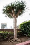 Smocze drzewo - Dracaena Draco