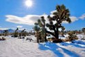 Nasiona Yucca Brevifolia