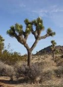 Nasiona Yucca Brevifolia