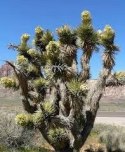 Nasiona Yucca Brevifolia