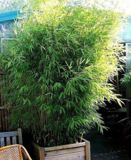 Bambus Kolczasty - Bambusa Bambos