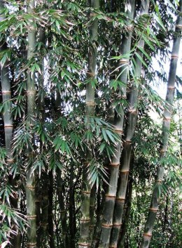 Bambus Żelazny-Dendrocalamus Strictus