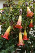 Nasiona Brugmansia Sanguinea - czerwona