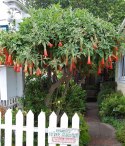 Nasiona Brugmansia Sanguinea - czerwona