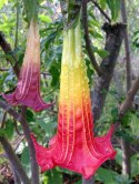 Nasiona Brugmansia Sanguinea - czerwona