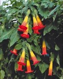 Nasiona Brugmansia Sanguinea - czerwona