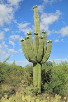 Karnegia Olbrzymia - kaktus mrozoodporny