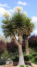 Nasiona Yucca Faxoniana