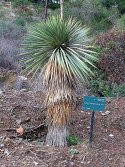 Nasiona Yucca Thompsoniana