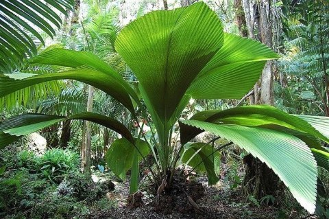 Nasiona Palmy Diamentowej-Johannesteijsmannia Altifrons