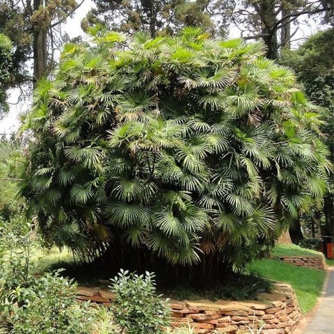 Nasiona Palmy Palczastej - Rhapis Multifida