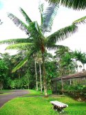 Nasiona Palmy Pluszowej - Dypsis Leptocheilos