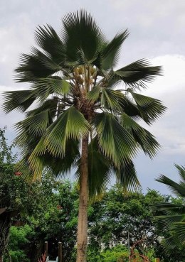Pritchardia Pacifica-Fiji Fan Palm