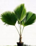 Nasiona Pritchardia Pacifica-Fiji Fan Palm