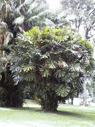 Nasiona Palma Wachlarzowa- Licuala Spinosa