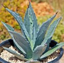 Nasiona Agawa Amerykańska - Agave Americana