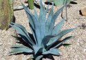 Nasiona Agawa Amerykańska - Agave Americana