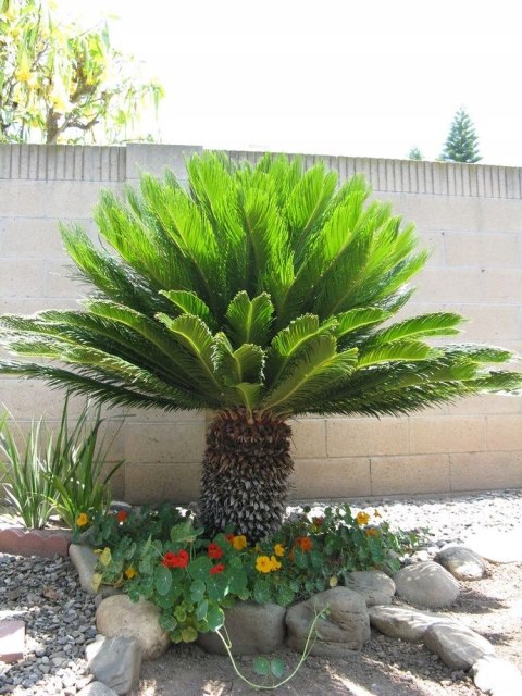 Nasiona Cycas Revoluta - Sagowiec Odwinięty