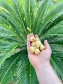 Nasiona Cycas Revoluta - Sagowiec Odwinięty