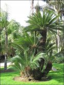 Nasiona Cycas Revoluta - Sagowiec Odwinięty