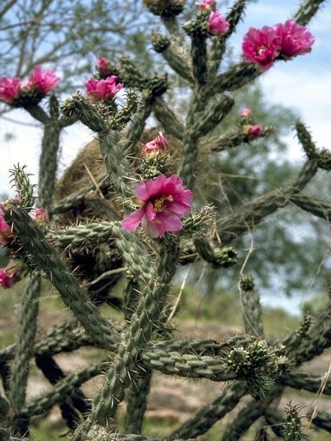 Nasiona Cylindropuntia Imbricata