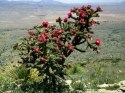 Nasiona Cylindropuntia Imbricata