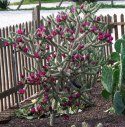 Nasiona Cylindropuntia Imbricata