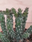 Nasiona Cylindropuntia Imbricata