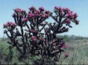 Nasiona Cylindropuntia Imbricata