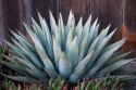 Nasiona Agave Havardiana