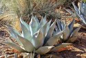 Nasiona Agave Havardiana