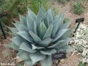 Nasiona Agave Havardiana