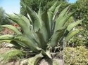 Nasiona Agave Salmiana