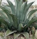 Nasiona Agave Salmiana