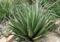 Nasiona Agave Lechuguilla