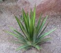 Nasiona Agave Lechuguilla