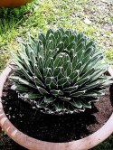 Nasiona Mrozoodporna Agave Victoriae-Regina