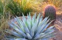 Nasiona Agave Chrysantha