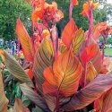 Nasiona Paciorecznik Indyjski - Canna Indica