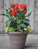 Nasiona Paciorecznik Indyjski - Canna Indica