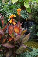 Nasiona Paciorecznik Indyjski - Canna Indica